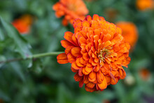 Beautiful Orange Zinnia Flower In The Garden