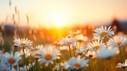 Wall Mural - beautiful white daisies at sunset, close up view