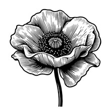 Beautiful Poppy Flower Sketch
