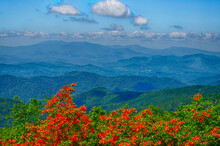 Flame Azalea In Bloom On Roan Mountain In Tennessee, USA