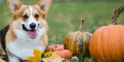 Wall Mural - dog corgi with autumn leaves and pumpkins created with generative ai technology 