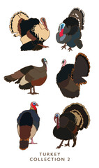 Colorful Turkey Illustrations - Collection 2