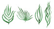 Set of cute watercolor textured green fern leaves. Unique tropical herbs for botanical background design, textile patterns, frames, greeting cards
