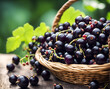 Ripe appetizing black currant berries in an overflowing basket