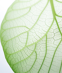 Green leaf on white background, macro detail	