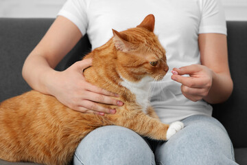 Wall Mural - Woman giving vitamin pill to cute cat on couch indoors, closeup