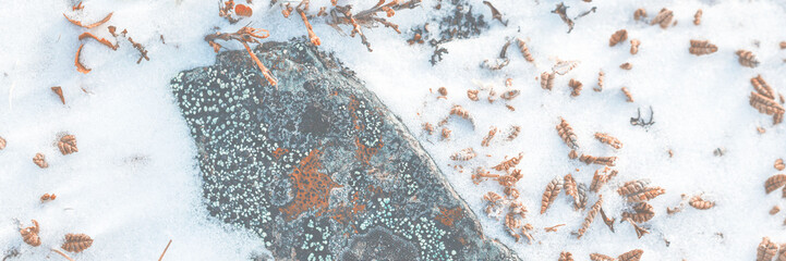 Wall Mural - Lichen stone in the snow. Natural winter background. Nature and plants of the Arctic. Polar region. Closeup top view.