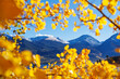 Golden Aspen Leaves Framing Mountain Peaks In Colorado