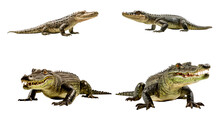 Set Of Alligator