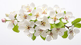 Fototapeta  - Photo of Hawthorn flower isolated on white background