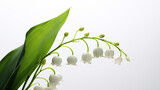 Fototapeta  - Photo of Lily of the Valley flower isolated on white background