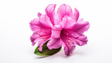 Fototapeta  - Photo of Rhododendron flower isolated on white background
