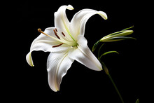 White Lily On A Black Background. Studio Photography Of Flowers.