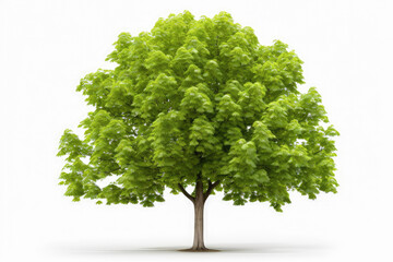 Green oak tree isolated on white background.