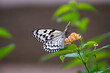 優雅に羽根を広げるアゲハ蝶