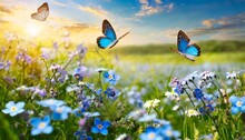 Meadow With Flowers And Butterflies