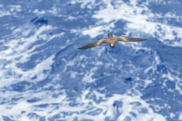 Wall Mural - brown noddy, anous stolidus