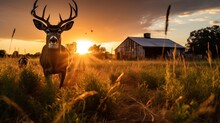 Silhouette Of White Tailed Deer Of Texas Farm, Sunset, Natural Light