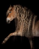 Fototapeta Konie - Elegant horse portrait on black backround. horse head isolated on black.
Portrait of stunning beautiful horse isolated on dark background.
 horse portrait close up on black background. Studio shot .