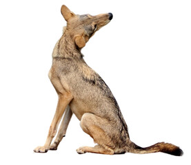 wolf or fox or(coyote). on a white background