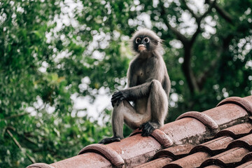 Wall Mural - Dusky Leaf Monkey Sitting on the Roof