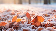 Orange Beech Leaves Covered With Frost In Late Fall Or Early Winter.