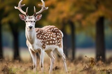 Close Up Of A Fallow Deer Axis Axis In The Forest, European Fallow Deer Or Common Fallow Deer, AI Generated