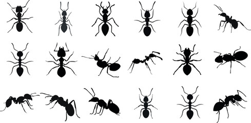 Wall Mural - Ants vector illustration, white background. Detailed, various poses, sizes. best for entomology, nature projects, educational materials. diverse Ants, unique shapes. Creative projects, graphic design