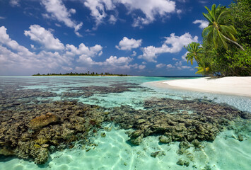 Wall Mural - Coral reef in the shallow water of a tropical lagoon in South Ari Atoll in the Maldives.