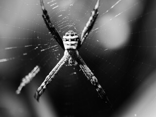 Wall Mural - spider on web