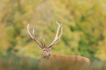 Wall Mural - A red deer walks in the forest