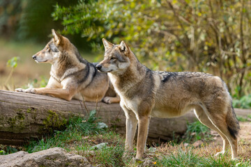 Wall Mural - a european gray wolf is in the forest in autumn
