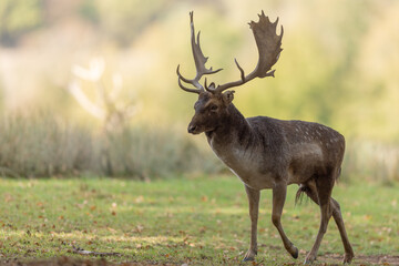 Poster - A fallow deer scratches in the forest