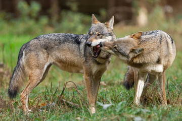 Canvas Print - A European gray wolf is in the forest in autumn