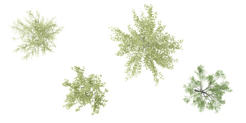 Ornäs birch,Birch tree top view for landscape plan and architecture layout