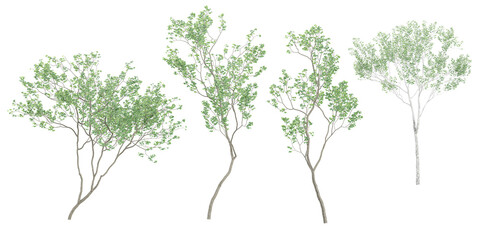 Silver Birch Trees with transparent background, 3D rendering, for illustration, digital composition, architecture visualization