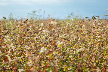 Sticker - Sunny day in the field of ripe buckwheat. Buckwheat grains, blue sky and sun rays, bright colours in the agricultural field