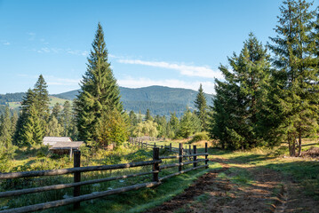 Wall Mural - Landscape of a small mountain village in the morning. Road and fence in mountains, big fir and pine trees around