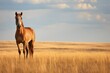 a lone horse standing in an empty pasture
