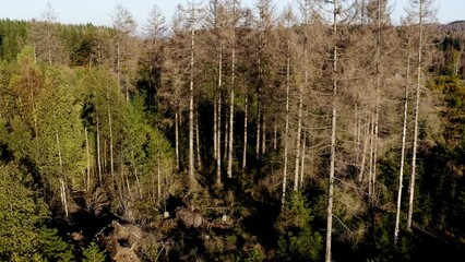 Wall Mural - a death forest from above video