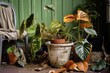 a neglected houseplant with withered leaves
