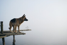 Dog Stands On Wooden Pier On A Foggy Autumn Morning Over A Lake Or River. German Shepherd Poses Standing On The Edge Of The Bridge. Peaceful Landscape. Behind The Silhouette Of A Fisherman In A Boat.