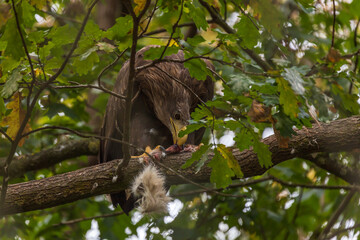 Sea eagle - Haliaeetus albicilla sits in the branches of a tree and eats the caught prey.