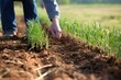 planting grasses to prevent soil erosion