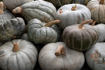 Wall Mural - Collection of fresh picked Pumpkins outdoors full frame as background