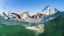 Pelican Hunting Fish