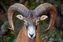 European Mouflon (male) - Ovis Orientalis Musimon