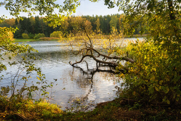 Sticker - The bank of the Vyacha reservoir in autumn, Belarus. Fallen tree in water of reservoir, fallen yellow leaves on ground. A short walk near the water on a sunny day.