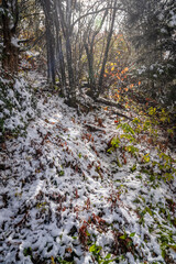 Wall Mural - winter in the mountains