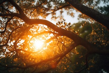 Aufkleber - Sunlight filtering through the branches of a tree. Perfect for nature and outdoor themed designs